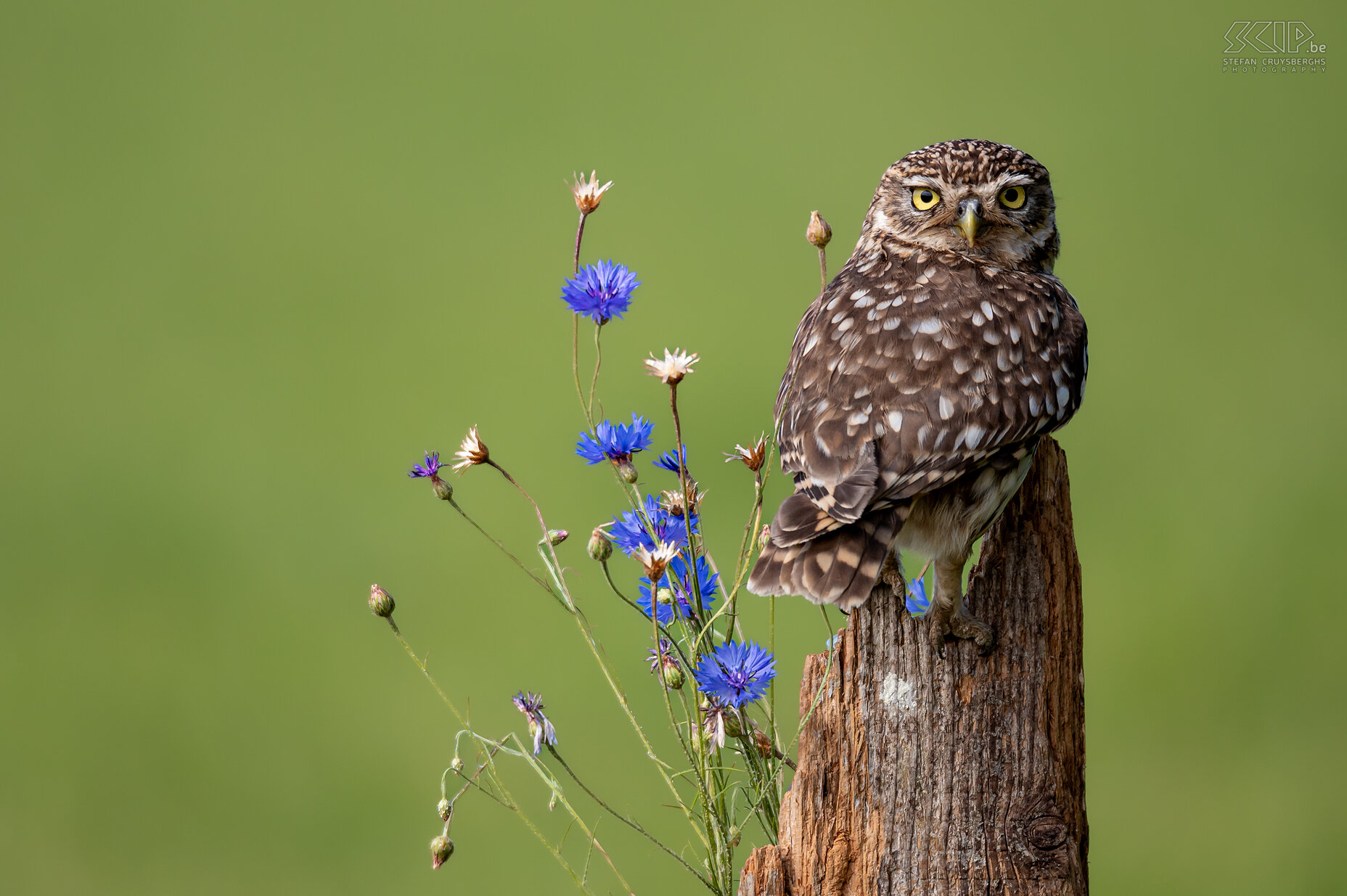 Steenuil Steenuil / Little owl ./ Athene noctua Stefan Cruysberghs